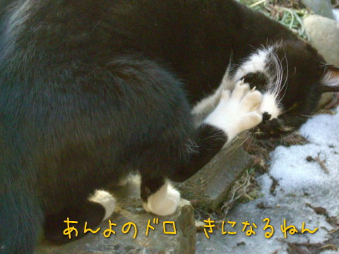 ナンチ
